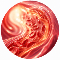 Heart, Circulation & Blood Sugar